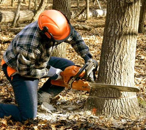 Tree Removal in Tarlton, OH